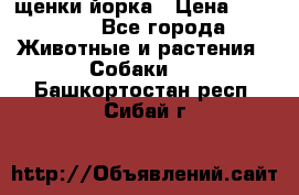 щенки йорка › Цена ­ 15 000 - Все города Животные и растения » Собаки   . Башкортостан респ.,Сибай г.